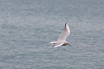 Fototapeta na wymiar Seagull Flying Over Northerm Ireland Coast, UK