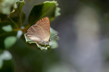 Golden Hairstreak (Habrodais g. grunus), Canyon Live Oak