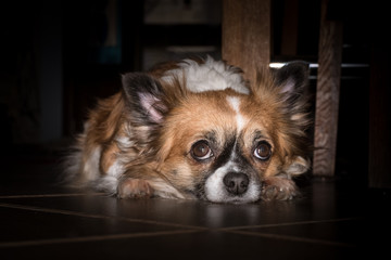 Jule