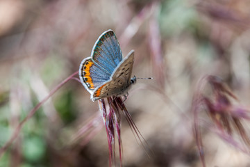Chlorina Blue (Icaricia chlorina)