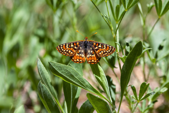 Edith's Checkerspot (Euphydryas editha augustina)