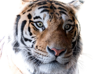 Bengal Tiger Close Up Head Portrait