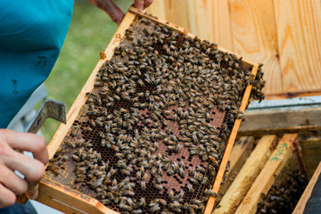 working bee on comb foundation. colony of bees