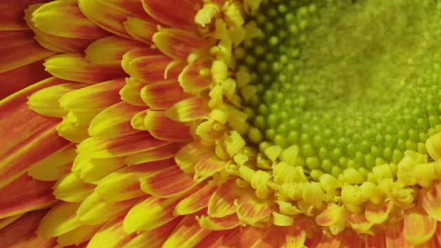 Macro gerbera yellow orange blooming flower background, close up.