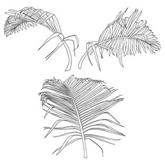 Tropical leaves collection. Isolated fern elements on white background. Set of jungle forest and domestic home leaf, exotic eucalyptus foliage, natural real live palm leaves, herbs drawing. Vector.