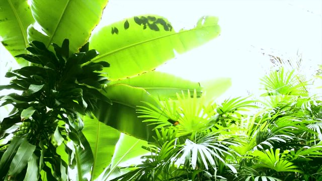 Tropical palm leaf jungle nature background. Green exotic rainforest environment.