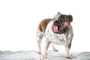 Old English Bulldog with tongue showing with wite background
