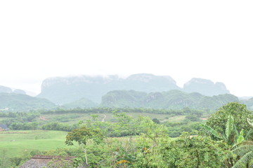 Rows of crops in an organic farm with mountain background in VInales