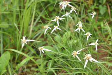 Rhynchospora colorata growing in VInales