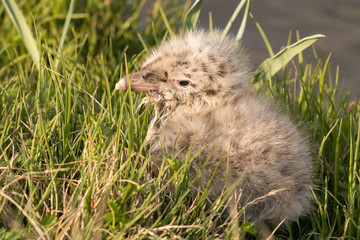 Little fluffy wet gull chick is sitting on the green grass