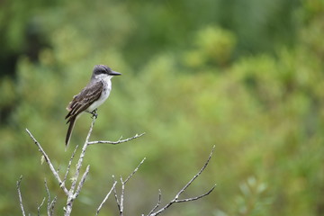Loggerhead Kingbird perched sideways on a tree in Vinales