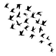 Obraz na płótnie Canvas Silhouette of flying birds on white background. Inspirational body flash tattoo ink. Vector.
