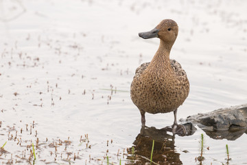A pintail duck female stands in a shallow pond and looks at the camera with her head bowed