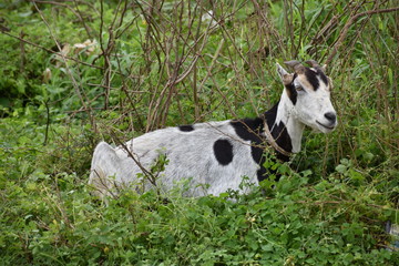 Black and white spotted goat sitting in grass in Vinales
