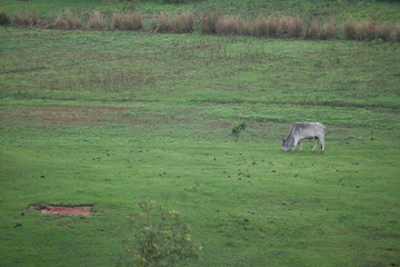 Bull grazing in a field in rural VInales