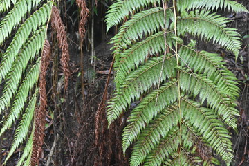 Fototapeta na wymiar Fern growing in front of a tree in VInales