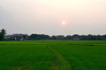 Off-season rice farming in the evening of farmers in Wiang Sa, Nan, Thailand