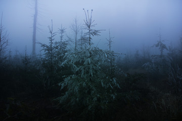 blurred photo of a mysterious foggy landscape with conifers in the winter forest, mystical concept