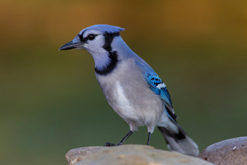 Bluejay in a home backyard feeder