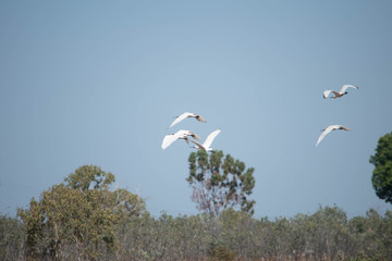Egrets in fligh