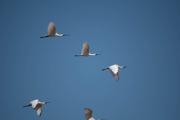 Egrets in fligh