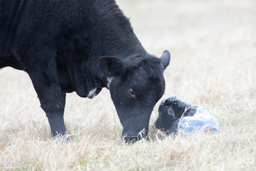 Cow give birth newborn calf on the grass