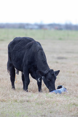 Cow give birth newborn calf on the grass