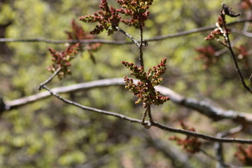 CASCADA DE LA CIMBARRA, ESPAÑA