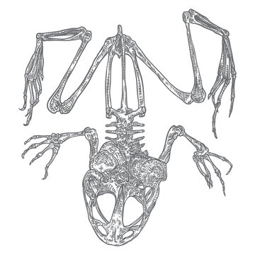 Frog Skeleton On White Background Isolated, Hand Drawing. Vector.