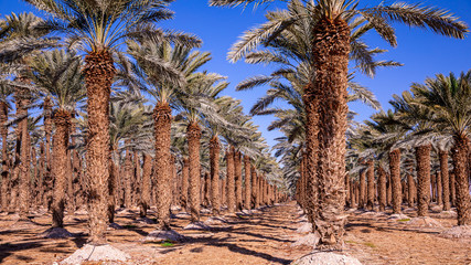 Rows of palm trees on a tree farm near Dead Sea, Israel