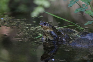 CASCADA DE LA CIMBARRA, ESPAÑA