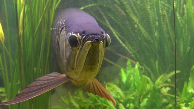 Arowana is a freshwater fish that lives in the Amazon river basin. Popular aquarium fish.