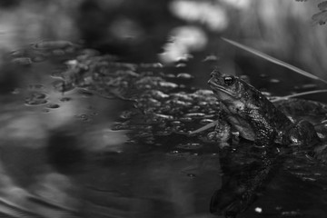 CASCADA DE LA CIMBARRA, ESPA&Ntilde;A