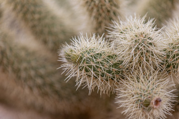 Up close view at a cactus in Joshua tree state park, California