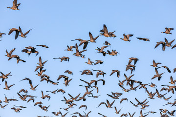 Large flock of Canadian gees against blue sky. Birds on migration above Hillsboro, Oregon