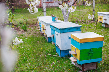 Rows of hives under branches with cherry blossoms. Apiary in the spring in aperil. Honeybees collecting pollen from white flowers in garden.