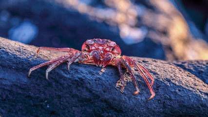 Up close portrait of a dead crab on a black lava rock.  A crab shell of a red color caused because of a high heat from the sun.