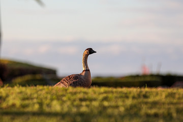 Up close portrait of Hawaiian Nene Goose standing of grass lawn against clouds and blue sky, Big Island, Hawaii