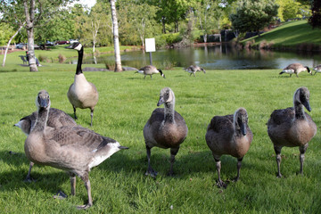 Up close photo of a pack grey Canada geese on a lawn of a park in Hillsboro, Oregon