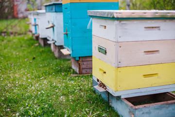 Fototapeta na wymiar Bee hives close-up on apiary on green grass strewn with fallen cherry leaves.