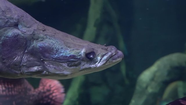 Arapaimidae Bilder Durchsuchen 161 Archivfotos, und