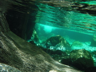 高知の清流、仁淀川の水中