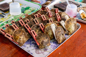 Up close photo at a tray with oysters prepared for injection of particles to start peal growing inside oysters.