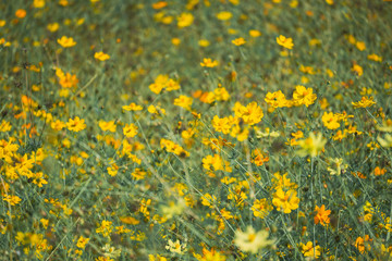 Cosmos flowers on field with green leaves background, Close-up flower