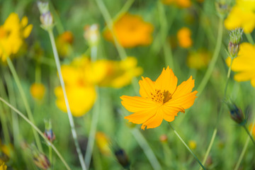 Cosmos flowers on field with green leaves background, Close-up flower
