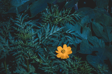 Green leaves field background, close-up leaves