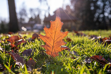Up close shot of a dry brown leaf standing in a green grass. Sun in the background highlight the leaf