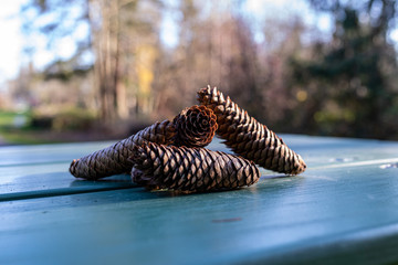 Up close photo of three long pine cones piled together on green table in a park