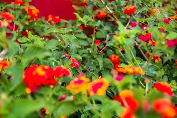 red berries on a bush