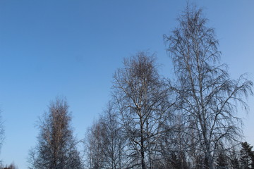 Trees in winter and blue sky nature background